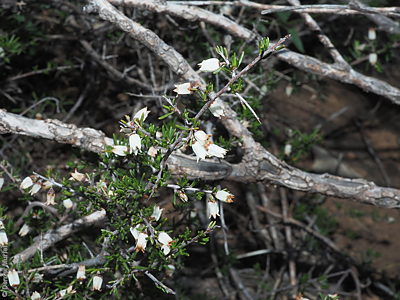 Cryptandra campanulata flowers Denzel Murfet Tothill Ranges